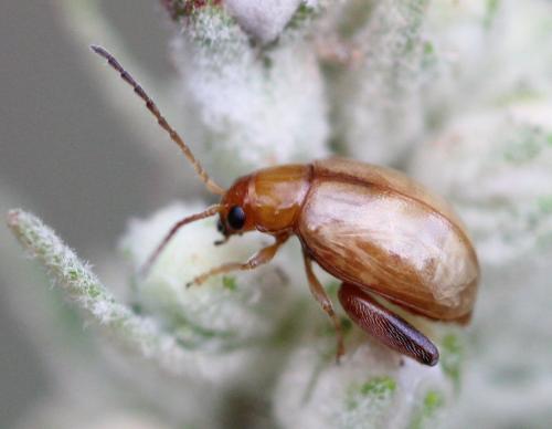 Réf. 190 960 : Longitarsus tabidus
